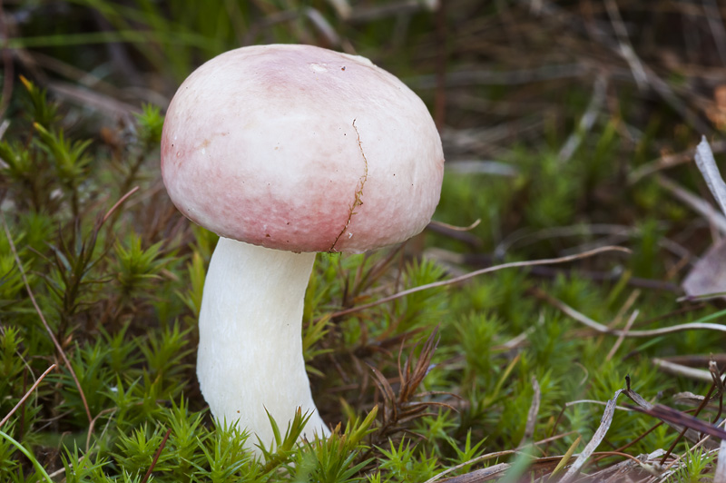 Russula betularum